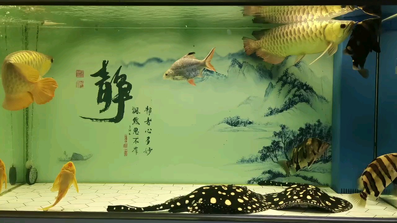 雙龍！