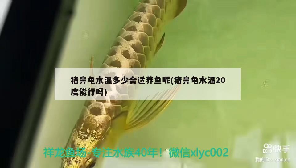 豬鼻龜水溫多少合適養魚呢(豬鼻龜水溫20度能行嗎)
