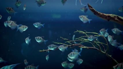 100cm魚缸壁紙：100cm魚缸壁紙價格