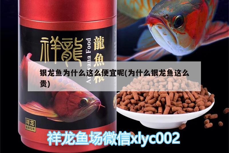 銀龍魚為什么這么便宜呢(為什么銀龍魚這么貴)