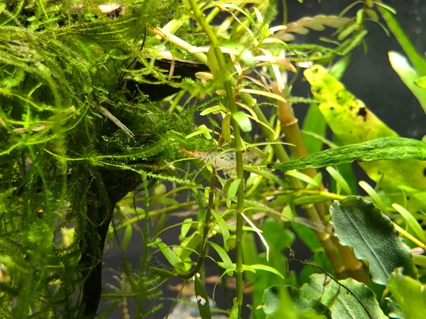 草缸養(yǎng)魚蝦
