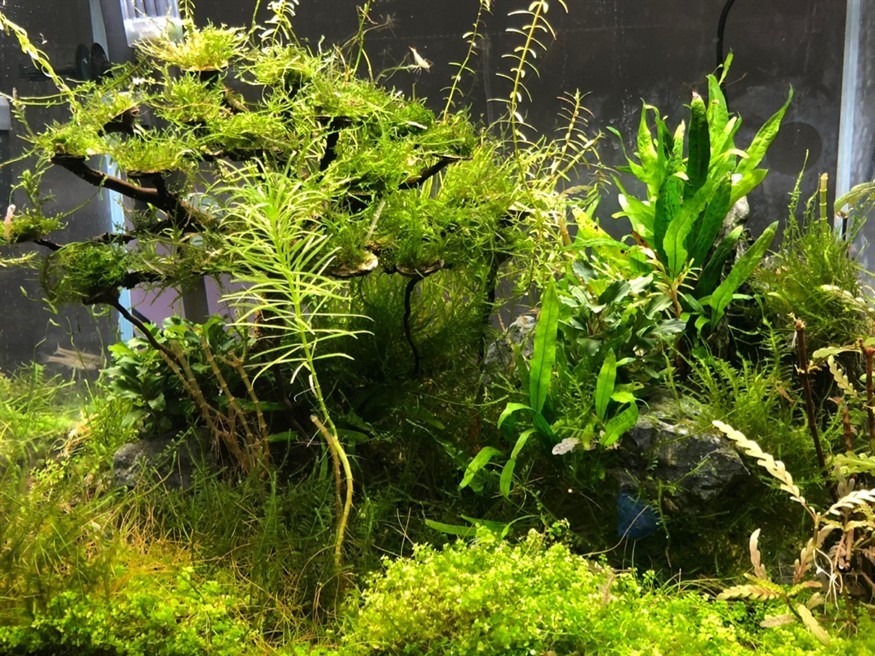 草缸養(yǎng)魚蝦