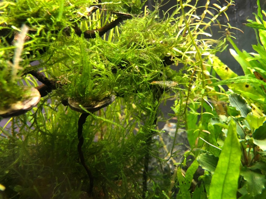 草缸養(yǎng)魚蝦