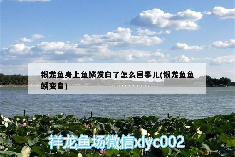 銀龍魚身上魚鱗發白了怎么回事兒(銀龍魚魚鱗變白)