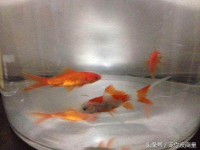 十大觀賞魚推薦