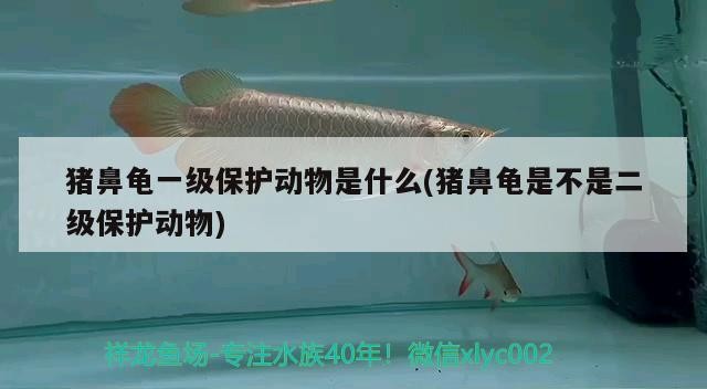 豬鼻龜一級保護動物是什么(豬鼻龜是不是二級保護動物)