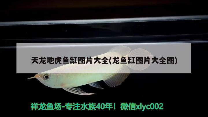 天龍地虎魚缸圖片大全(龍魚缸圖片大全圖)