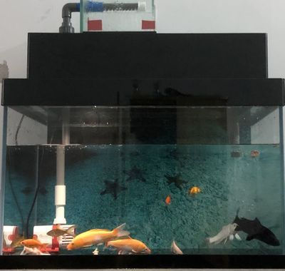 大蘇打魚缸怎么用好看：大蘇打在魚缸中有哪些用途，魚缸造景技巧魚缸造景技巧