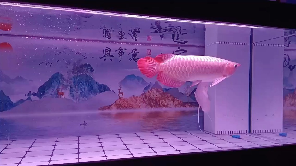 發(fā)個(gè)視頻 打個(gè)卡