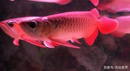 紅龍魚從橙色到紅色要多久才好：紅龍魚從橙色到紅色的轉變時間因個體差異和遺傳因素有所不同