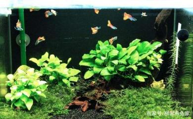 撫松縣泉陽鎮鴻達水族館（撫松縣泉陽鎮鴻達水族館電話）