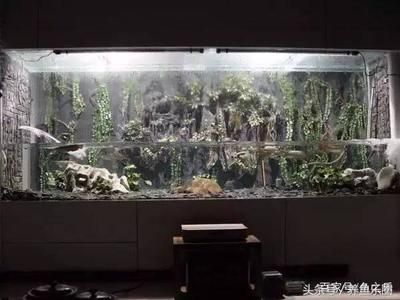大魚缸布景效果圖 簡單好看：魚缸造景基礎知識