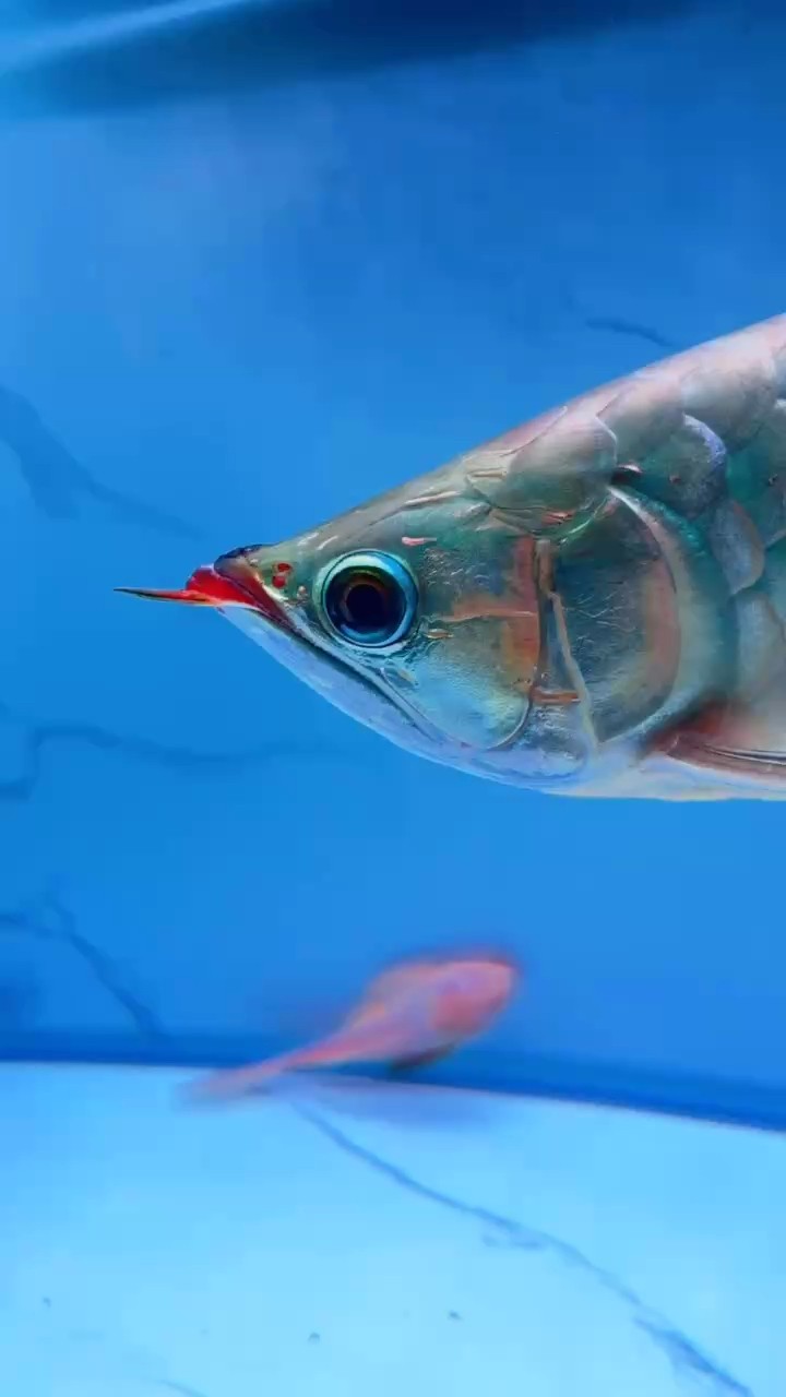 大湖魚的美