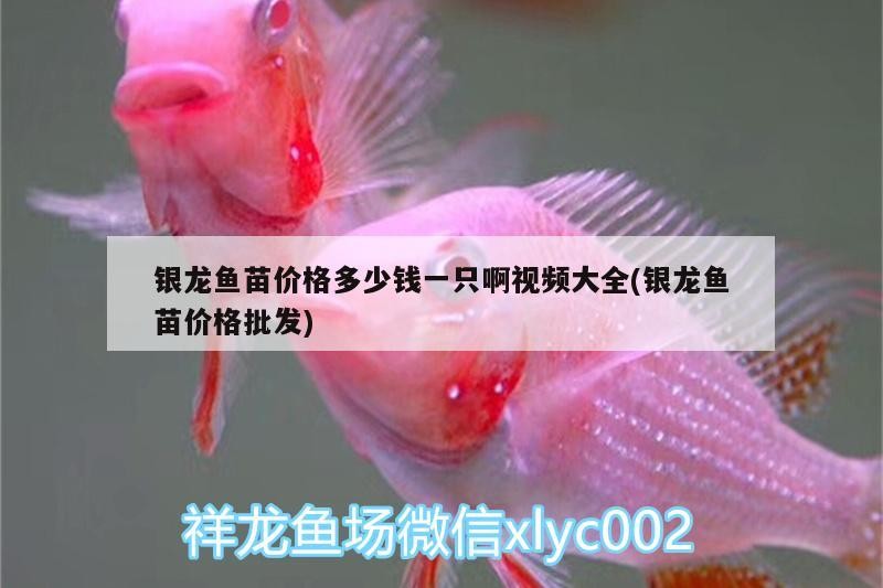 銀龍魚苗價格多少錢一只啊視頻大全(銀龍魚苗價格批發)