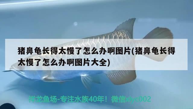 豬鼻龜長(zhǎng)得太慢了怎么辦啊圖片(豬鼻龜長(zhǎng)得太慢了怎么辦啊圖片大全)