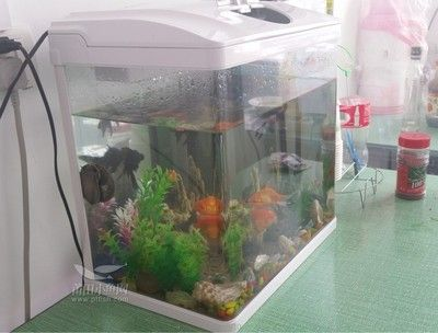 幫小魚找魚缸：小魚的故事早教動畫：小魚的故事