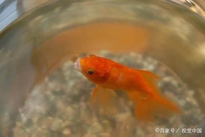 幫小魚找魚缸：小魚的故事早教動畫：小魚的故事