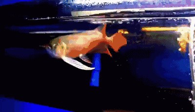 紅龍魚怎么養出七鰭才會大：養殖紅龍魚七鰭的詳細方法