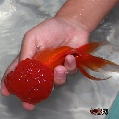 紅龍魚怎么養出七鰭才會大：養殖紅龍魚七鰭的詳細方法