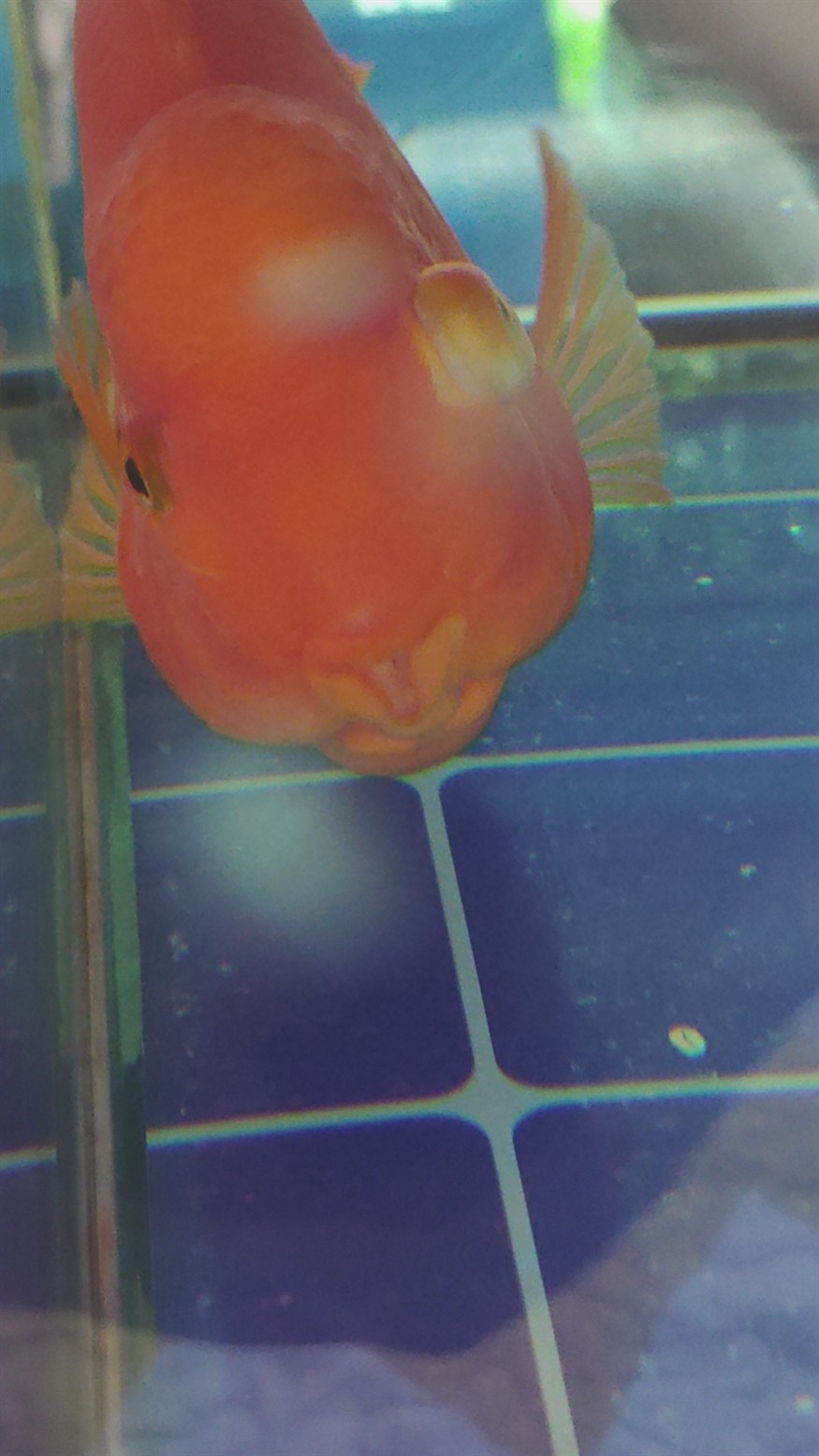鸚鵡凸眼病怎么治？