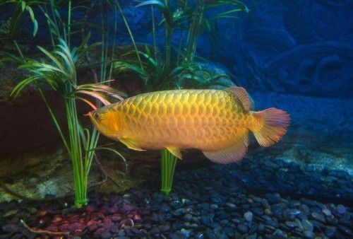 黃金紅龍魚多少錢一條啊：黃金紅龍魚價格波動,黃金紅龍魚購買渠道推薦
