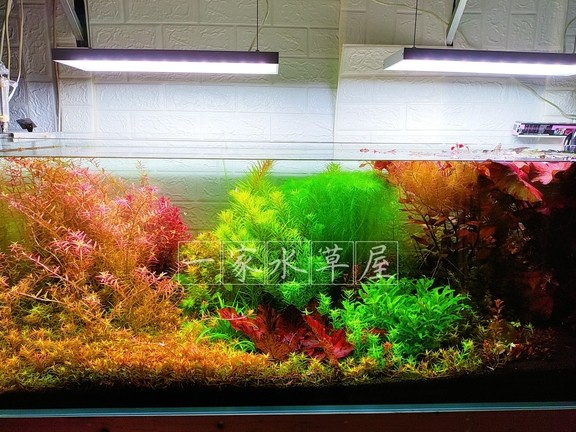 看到大家這么熱情，我又回來了
