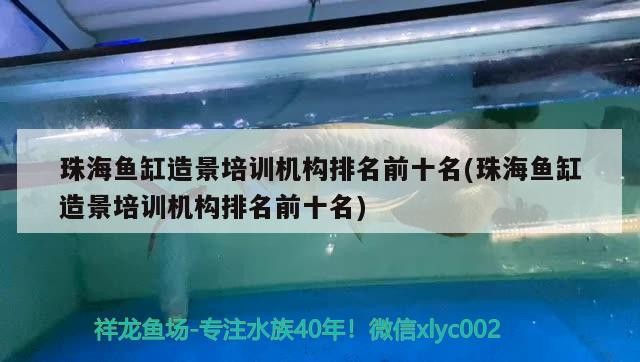 珠海魚缸造景培訓機構排名前十名(珠海魚缸造景培訓機構排名前十名)