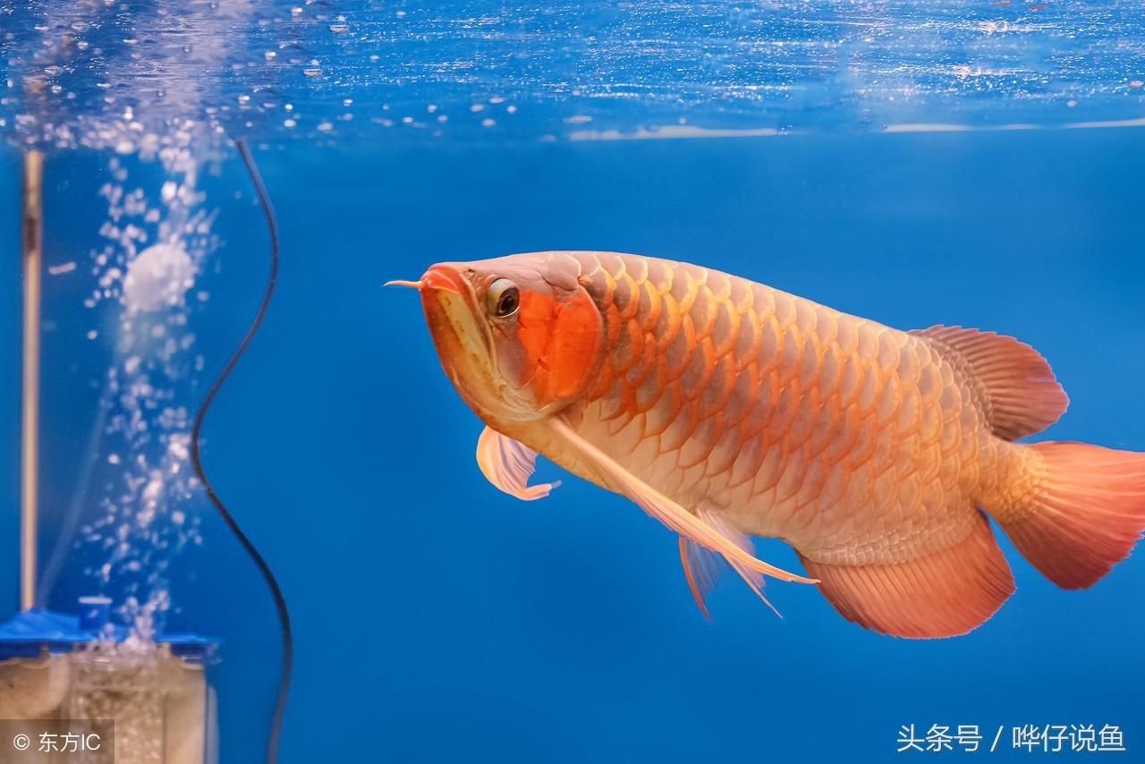 紅龍魚繁殖水質(zhì)過濾系統(tǒng)選擇：紅龍魚水質(zhì)過濾系統(tǒng)的選擇