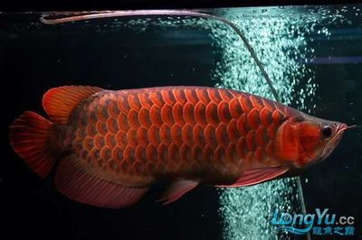 紅龍魚掉眼手術多少錢一次：紅龍魚掉眼手術的費用是固定的，手術費用是千元級別