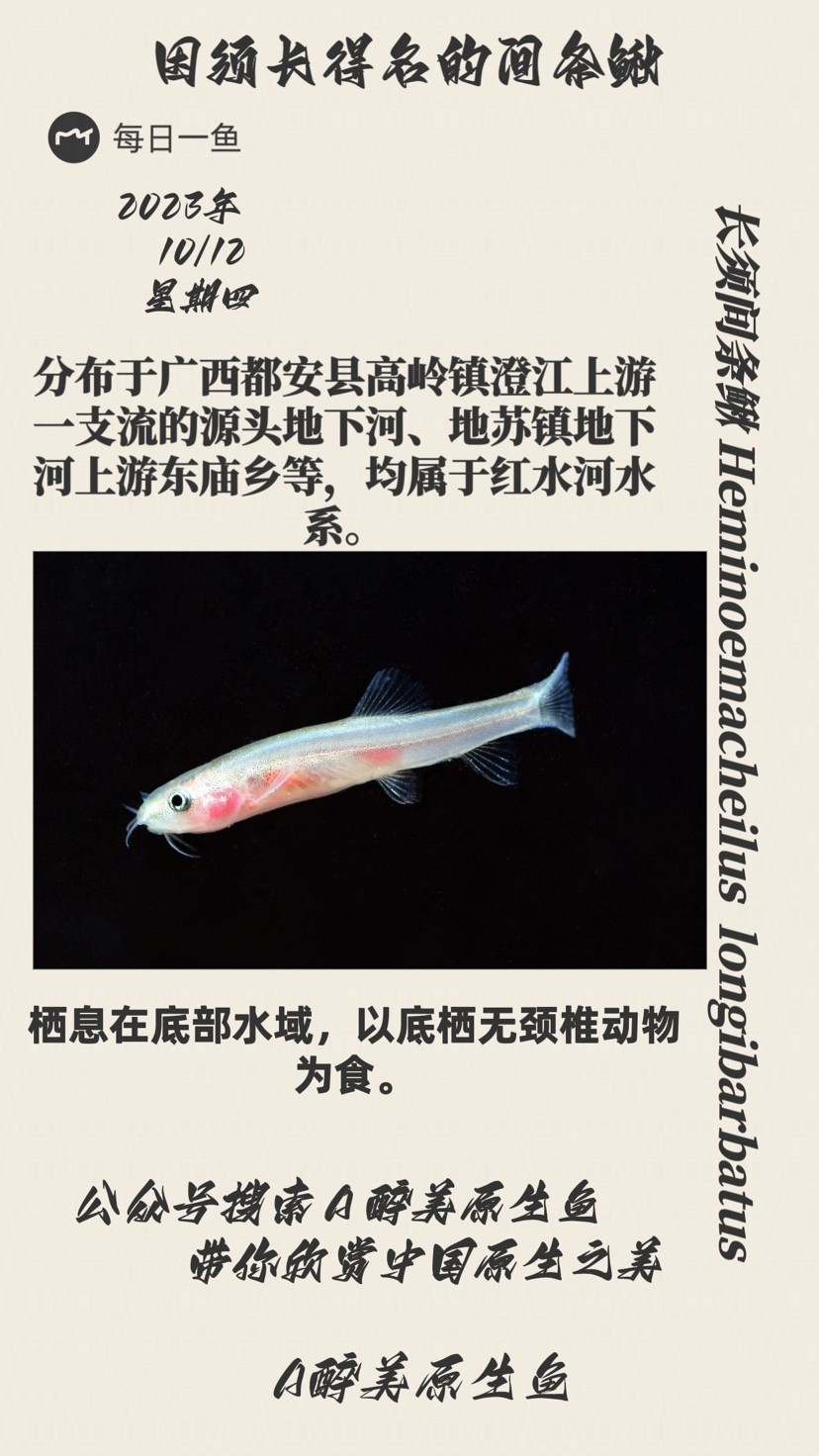 長須間條鰍
