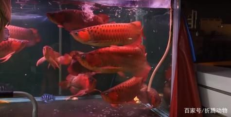 紅龍魚搭配什么魚最好養殖：紅龍魚與紅龍魚混養的最佳搭配注意事項，注意事項