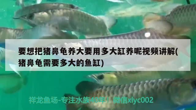 要想把豬鼻龜養大要用多大缸養呢視頻講解(豬鼻龜需要多大的魚缸)