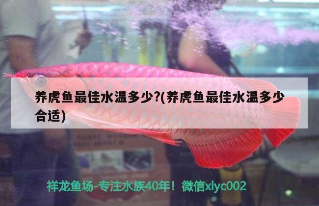 養虎魚最佳水溫多少?(養虎魚最佳水溫多少合適)