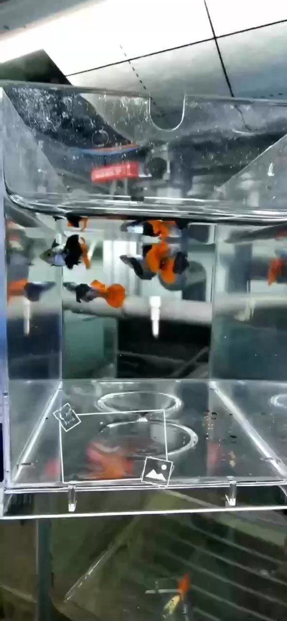 越系原線白金象耳。純進口魚。