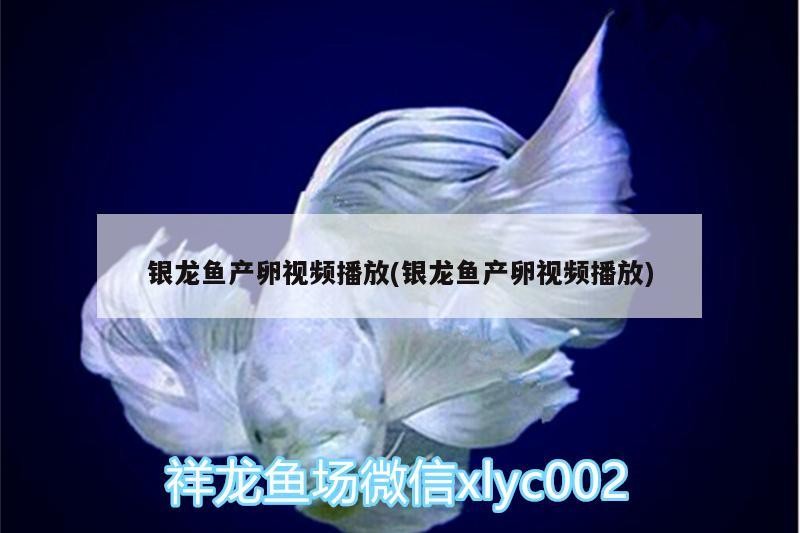銀龍魚產卵視頻播放(銀龍魚產卵視頻播放)