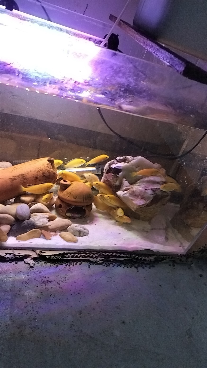 王子長大了