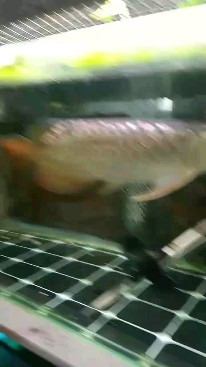 有點金色和藍色了