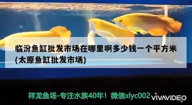 臨汾魚缸批發(fā)市場在哪里啊多少錢一個平方米(太原魚缸批發(fā)市場)