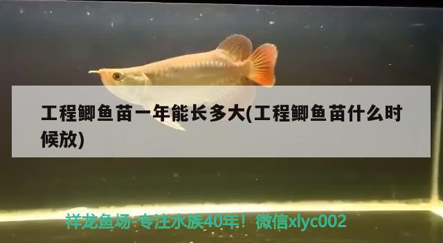 工程鯽魚苗一年能長多大(工程鯽魚苗什么時候放)