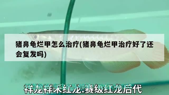 豬鼻龜爛甲怎么治療(豬鼻龜爛甲治療好了還會復發嗎)