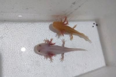 龍魚尾巴長紅疙瘩怎么辦：如何處理龍魚尾巴長紅疙瘩的問題