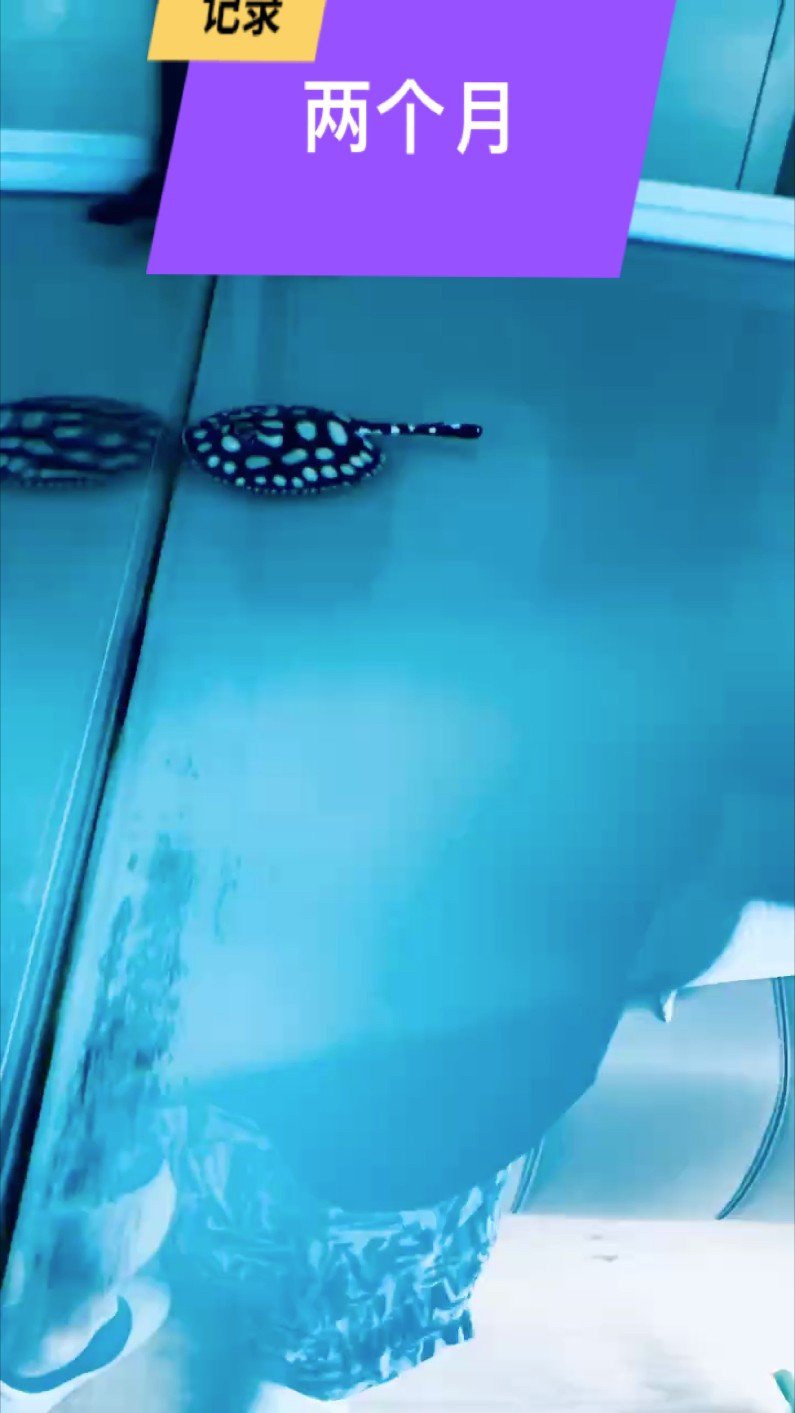魟魚