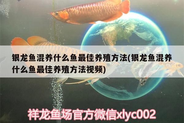 銀龍魚混養什么魚最佳養殖方法(銀龍魚混養什么魚最佳養殖方法視頻)