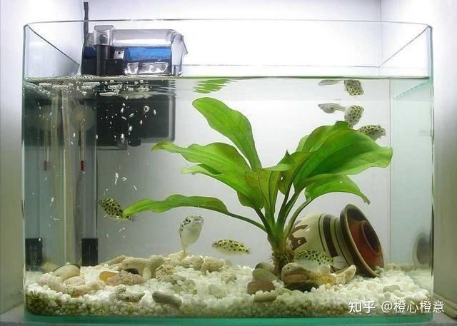 側濾魚缸改濾桶過濾：側濾魚缸與濾桶過濾的區(qū)別