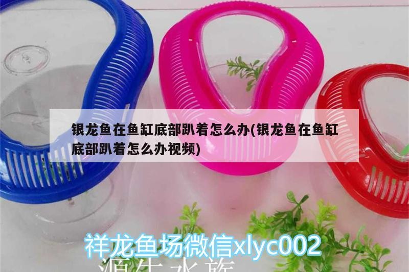 銀龍魚在魚缸底部趴著怎么辦(銀龍魚在魚缸底部趴著怎么辦視頻)
