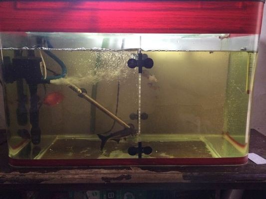 魚缸水變黃怎么解決，如何正確使用活性炭凈水魚缸過濾器選型指南