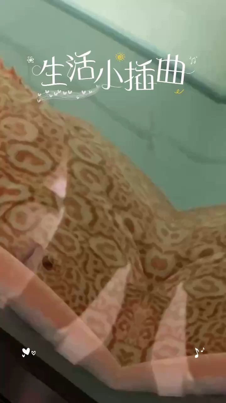 有個你走哪跟到哪里的魚是種怎樣的體驗