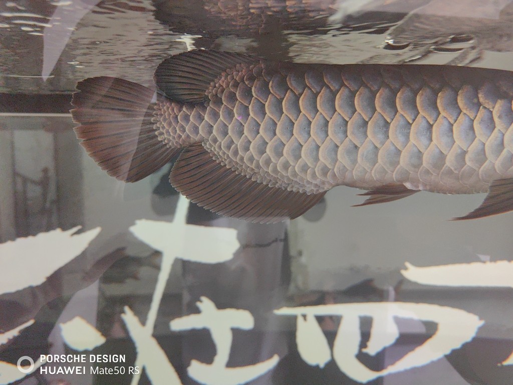 曬朱麟 曬朱麟 龍魚論壇
