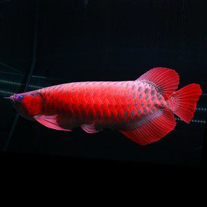 紅龍魚活體魚怎么養好看：養殖紅龍魚的詳細方法