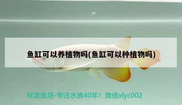 魚缸可以養植物嗎(魚缸可以種植物嗎)